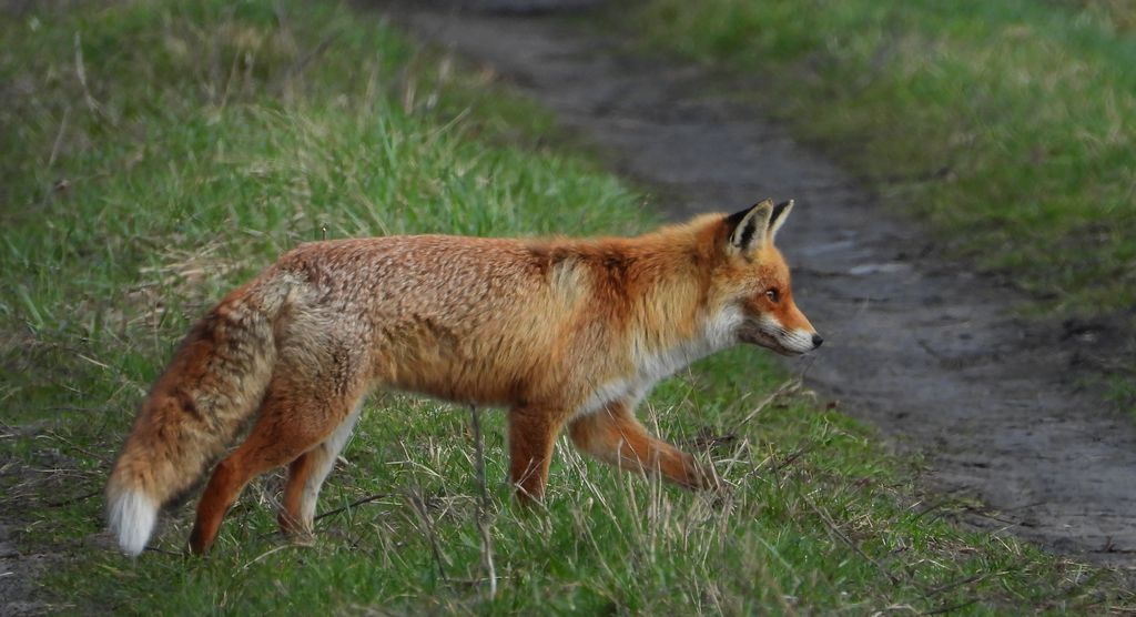 Lis rudy, lis pospolity, lis (Vulpes vulpes)