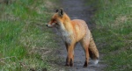 Lis rudy, lis pospolity, lis (Vulpes vulpes)