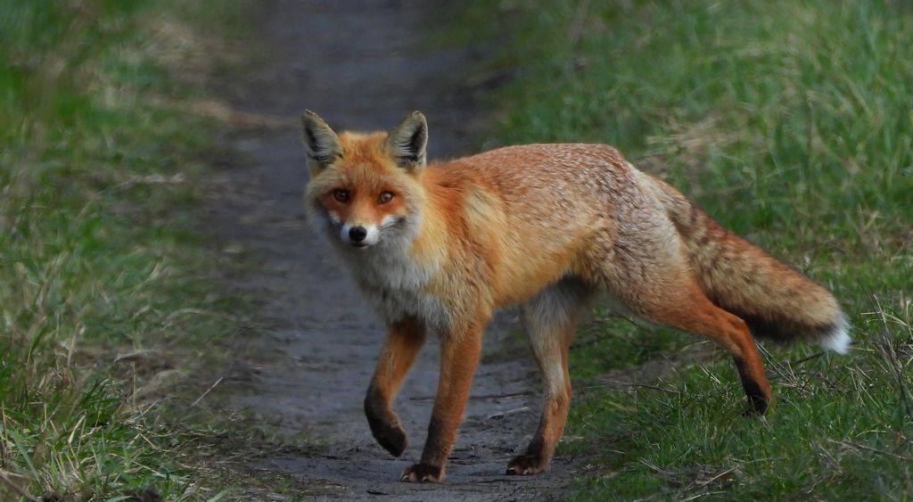 Lis rudy, lis pospolity, lis (Vulpes vulpes)