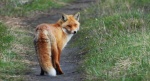 Lis rudy, lis pospolity, lis (Vulpes vulpes)