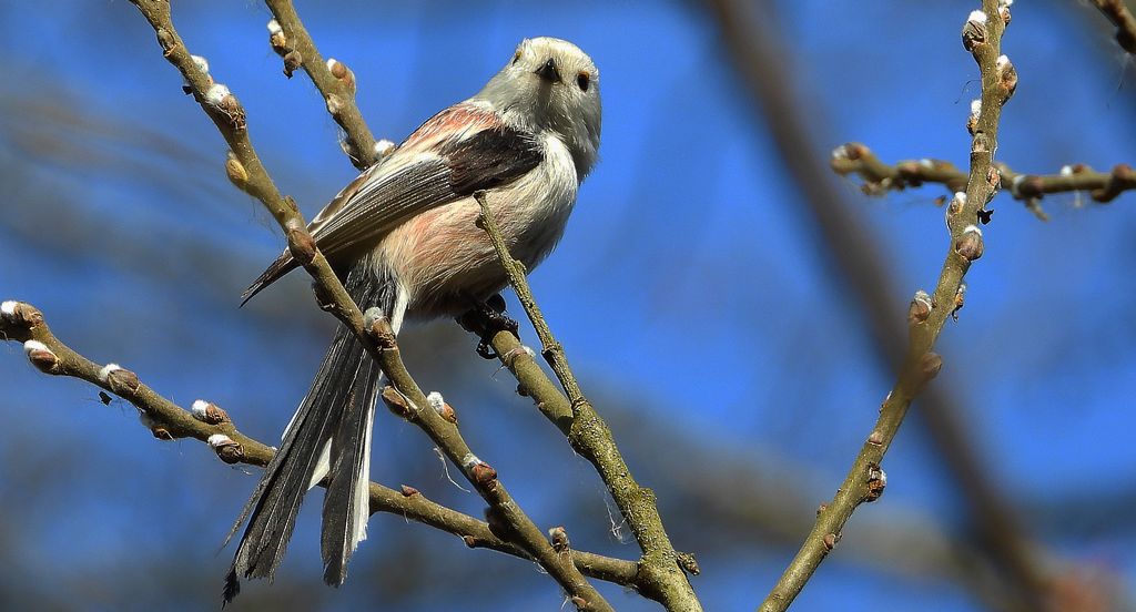 Raniuszek, raniuszek zwyczajny (Aegithalos caudatus)