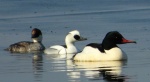 Bielaczek, tracz bielaczek (Mergellus albellus) i nurogęś, tracz nurogęś (Mergus merganser)