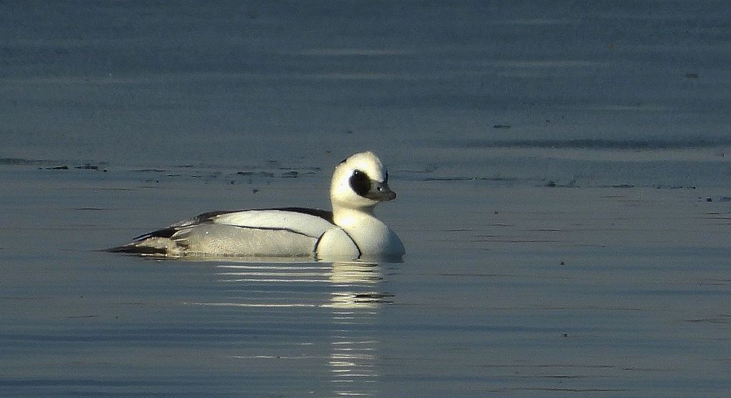 Bielaczek, tracz bielaczek (Mergellus albellus)