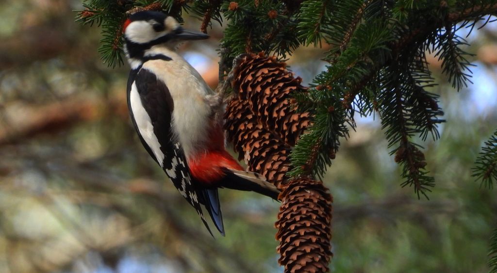 Dzięcioł duży, dzięcioł pstry większy (Dendrocopos major)