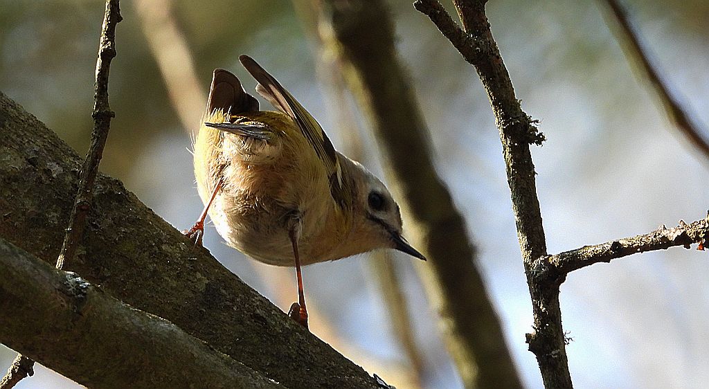 Mysikrólik, mysikrólik zwyczajny (Regulus regulus)
