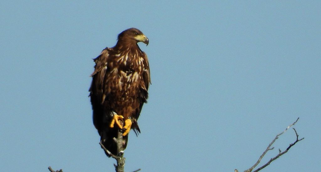Bielik, orzeł bielik, birkut (Haliaeetus albicilla)