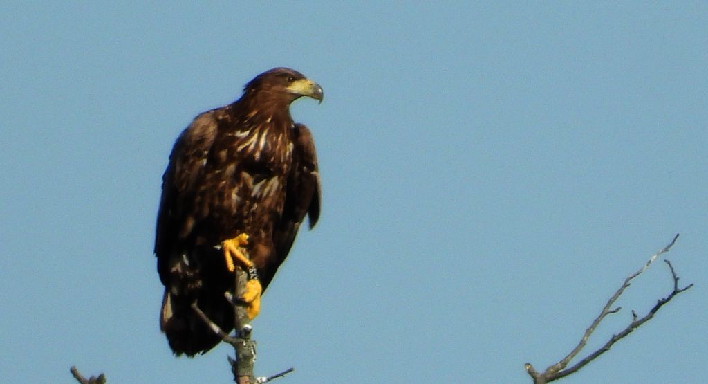 Bielik, orzeł bielik, birkut (Haliaeetus albicilla)