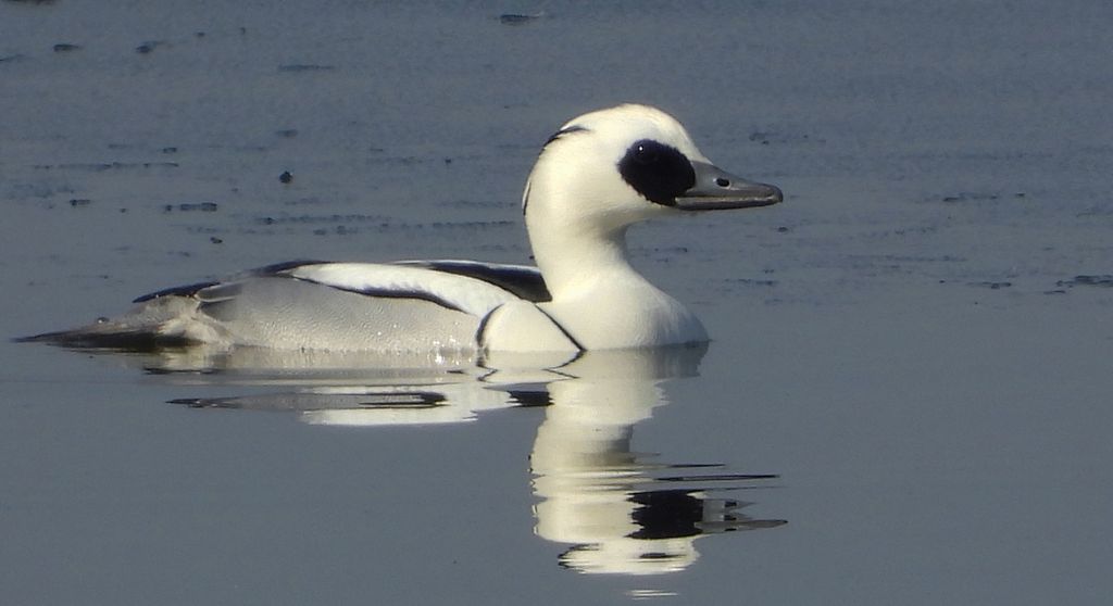 Bielaczek, tracz bielaczek (Mergellus albellus)