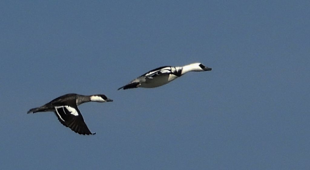 Bielaczek, tracz bielaczek (Mergellus albellus)