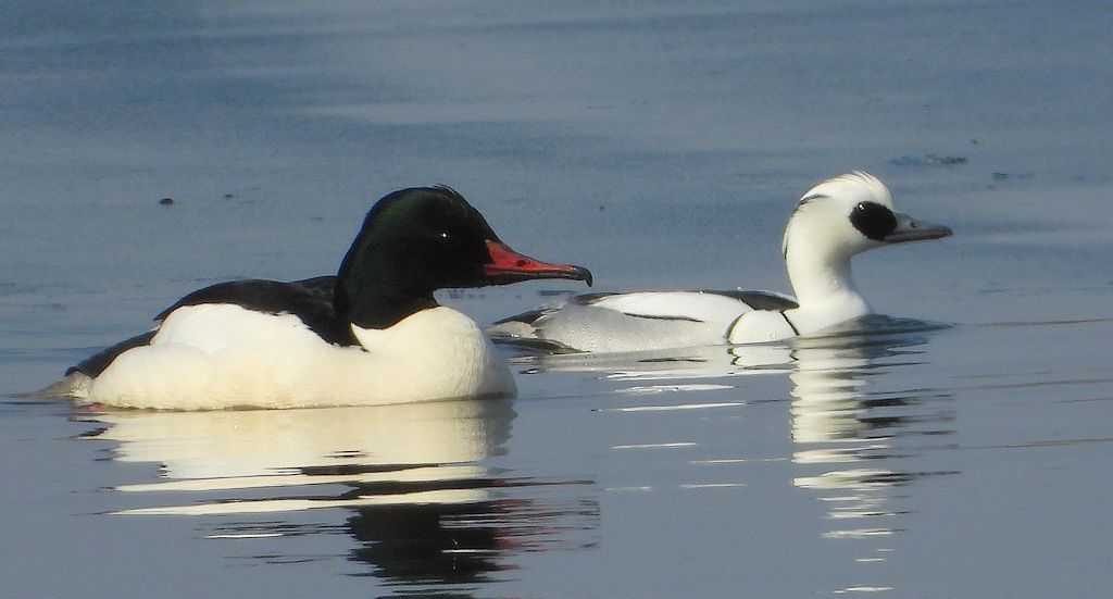 Bielaczek, tracz bielaczek (Mergellus albellus) i nurogęś, tracz nurogęś (Mergus merganser)