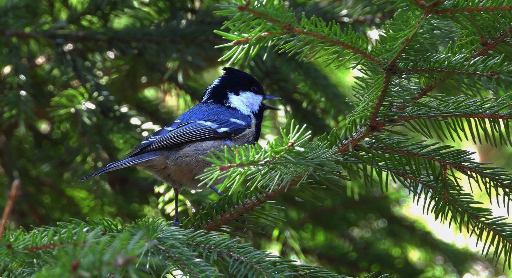 Sosnówka, sikora sosnówka (Periparus ater)