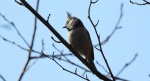 Sikora czubatka, czubatka (Parus cristatus)