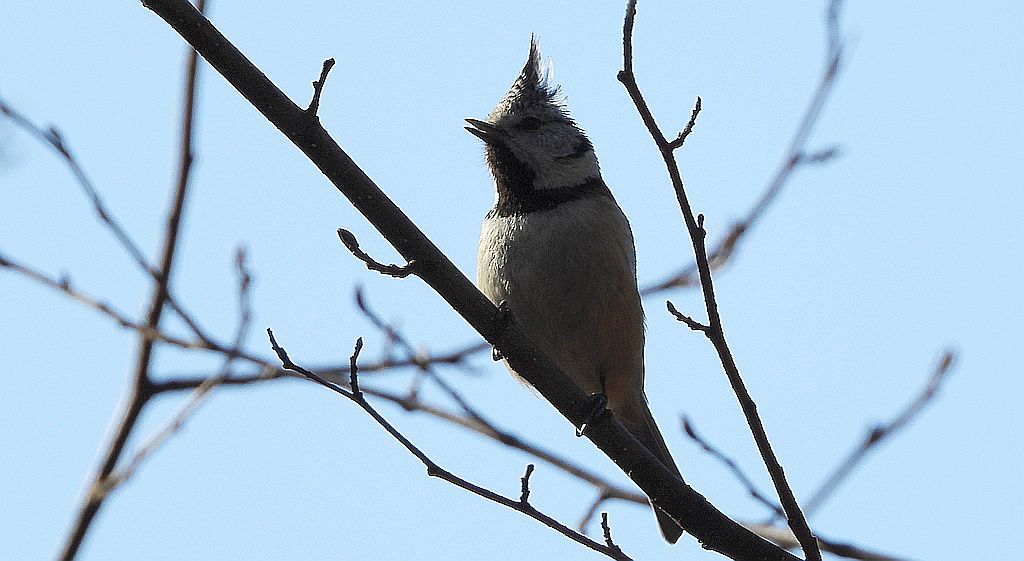Sikora czubatka, czubatka (Parus cristatus)