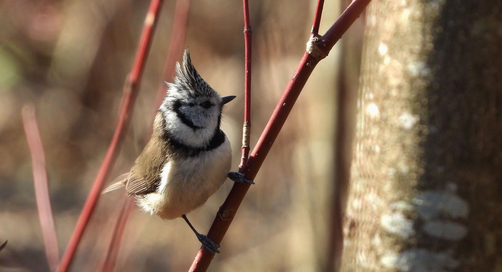 Sikora czubatka, czubatka (Parus cristatus)