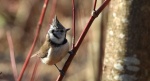 Sikora czubatka, czubatka (Parus cristatus)