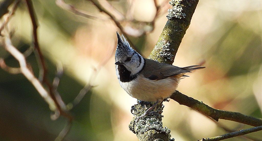Sikora czubatka, czubatka (Parus cristatus)