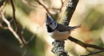 Sikora czubatka, czubatka (Parus cristatus)