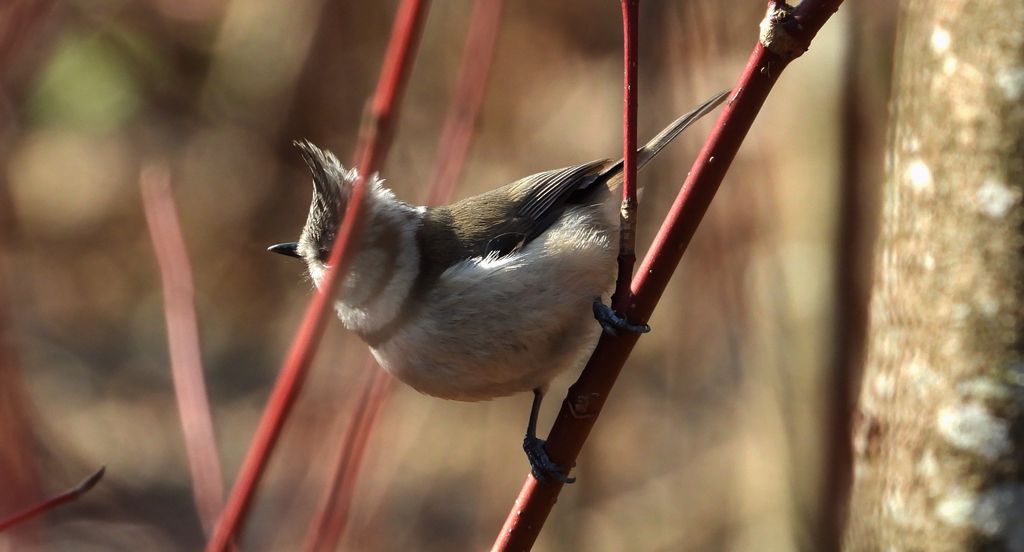 Sikora czubatka, czubatka (Parus cristatus)