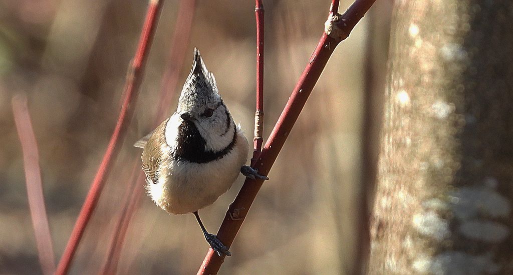 Sikora czubatka, czubatka (Parus cristatus)
