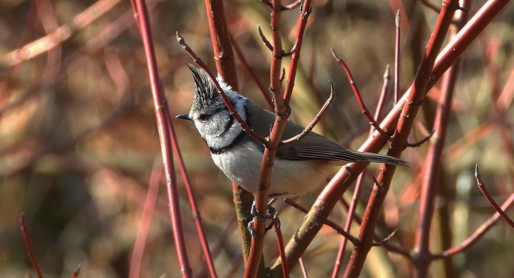 Sikora czubatka, czubatka (Parus cristatus)