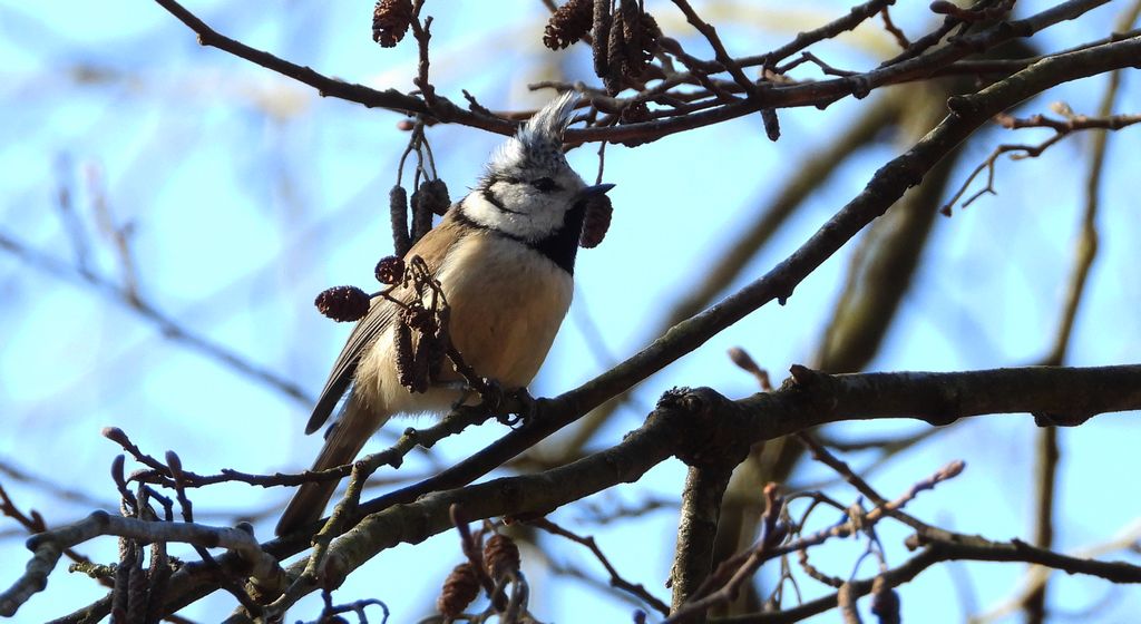 Sikora czubatka, czubatka (Parus cristatus)