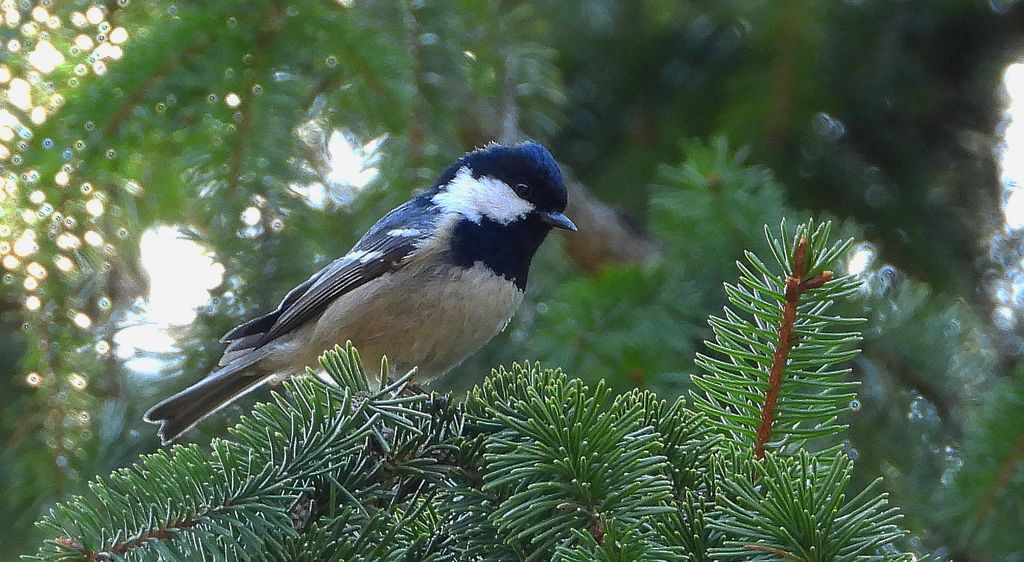 Sosnówka, sikora sosnówka (Periparus ater)