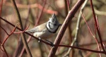 Sikora czubatka, czubatka (Parus cristatus)