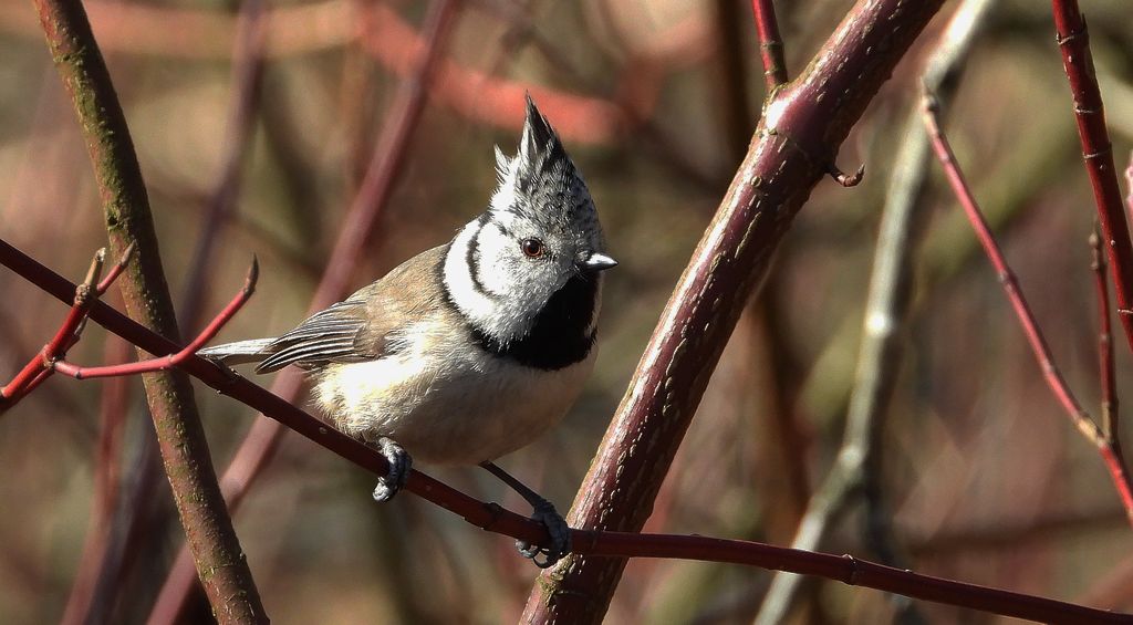 Sikora czubatka, czubatka (Parus cristatus)