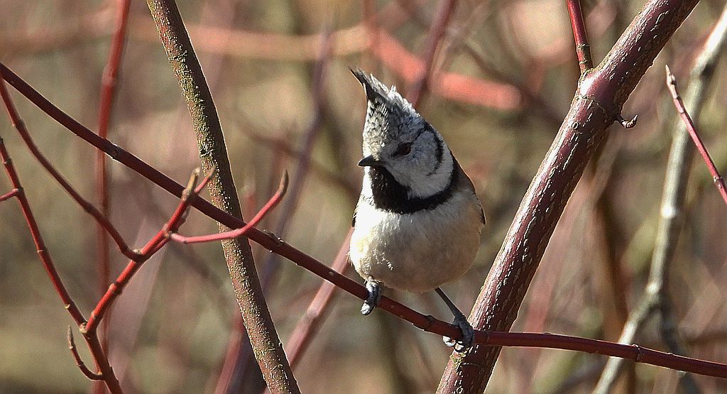 Sikora czubatka, czubatka (Parus cristatus)