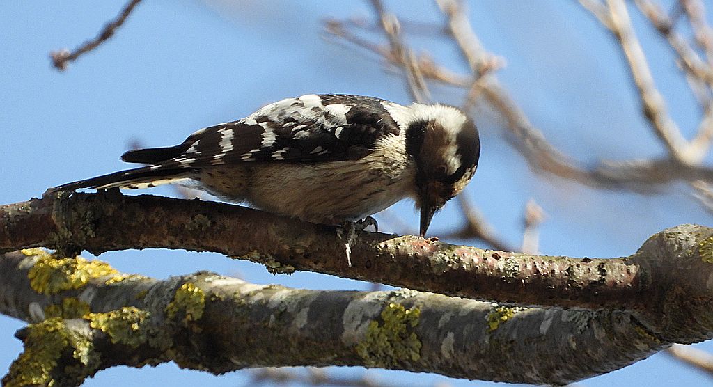 Dzięciołek, dzięcioł mały (Dryobates minor)
