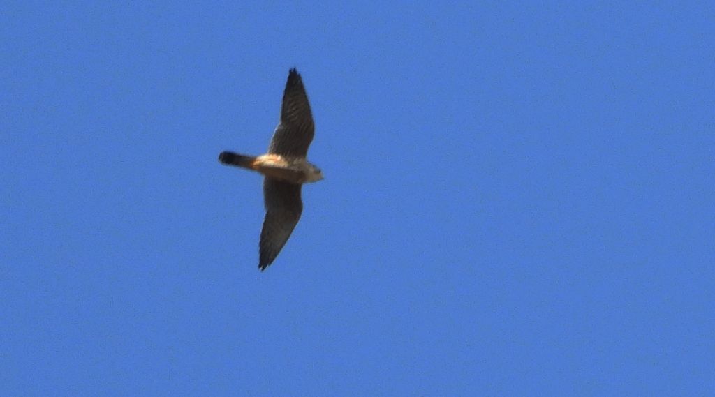 Kobuz, sokół kobuz, sokół leśny, sokolik drzewiec (Falco subbuteo)