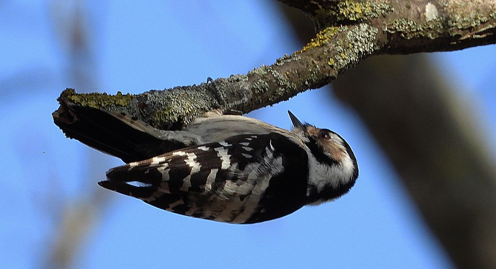 Dzięciołek, dzięcioł mały (Dryobates minor)
