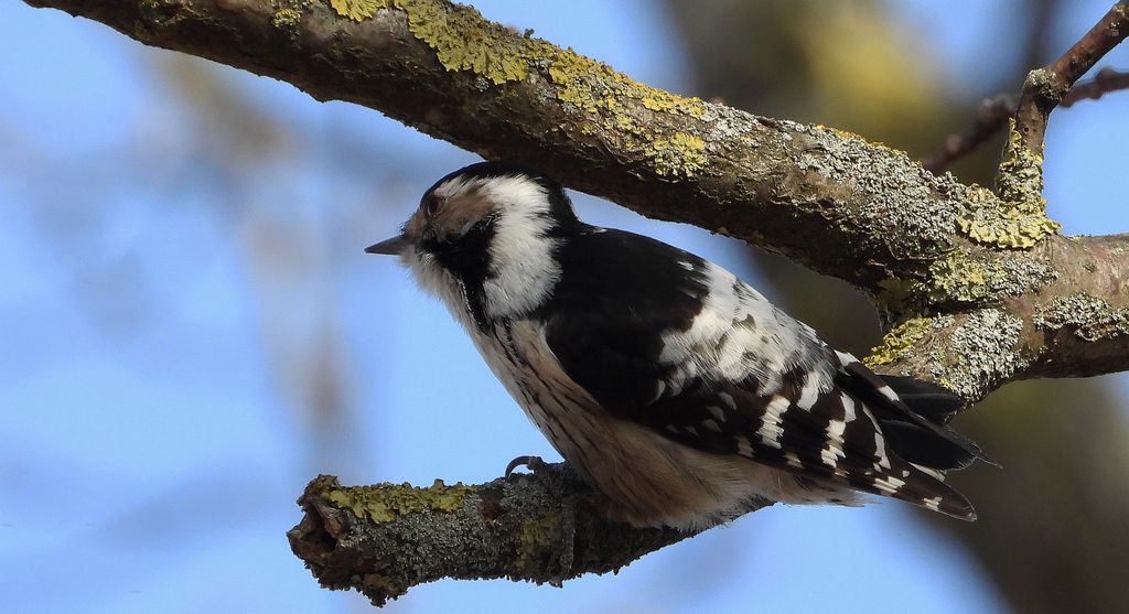 Dzięciołek, dzięcioł mały (Dryobates minor)