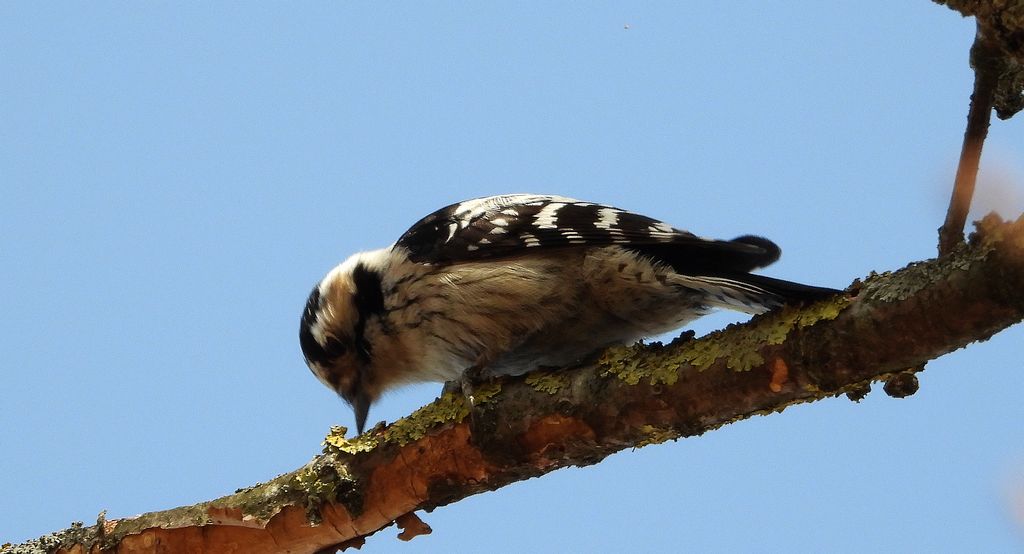 Dzięciołek, dzięcioł mały (Dryobates minor)