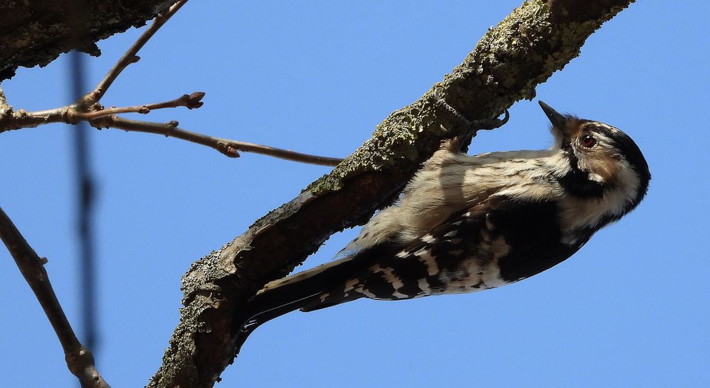 Dzięciołek, dzięcioł mały (Dryobates minor)