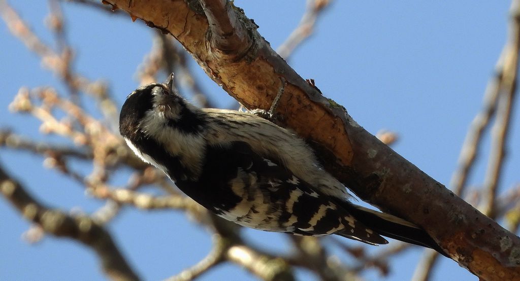 Dzięciołek, dzięcioł mały (Dryobates minor)