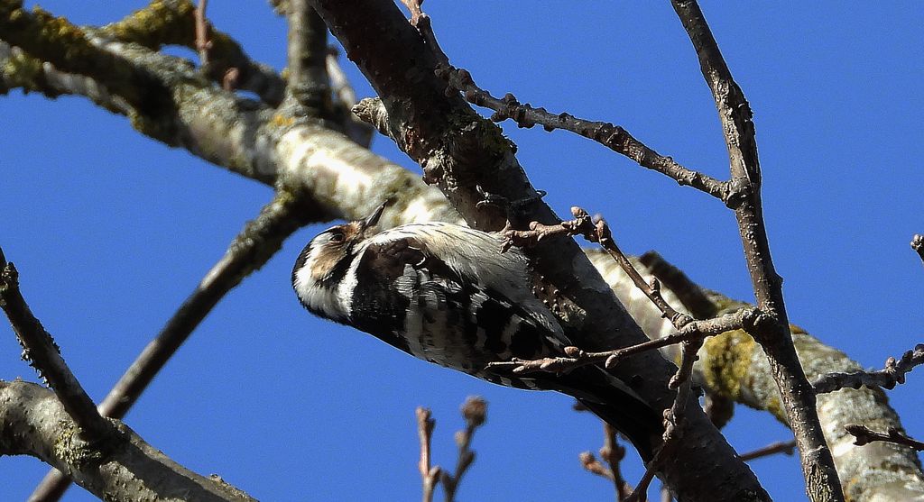 Dzięciołek, dzięcioł mały (Dryobates minor)