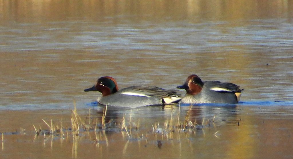 Cyraneczka zwyczajna, cyraneczka (Anas crecca)