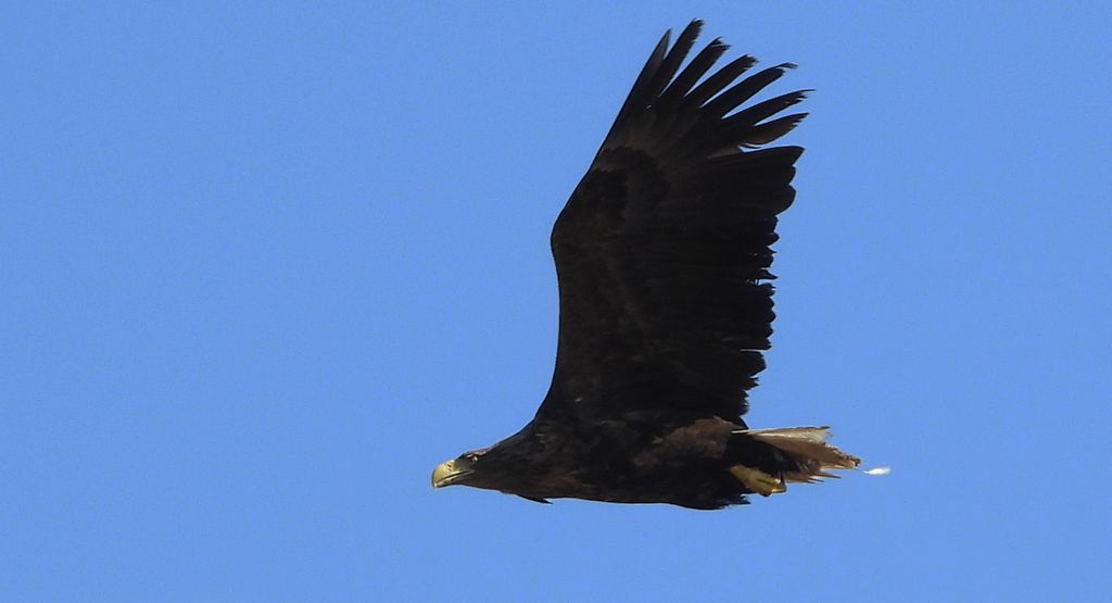 Bielik, orzeł bielik, birkut (Haliaeetus albicilla)