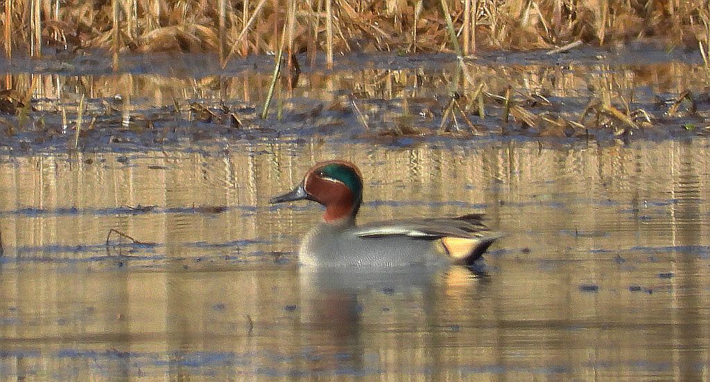 Cyraneczka zwyczajna, cyraneczka (Anas crecca)