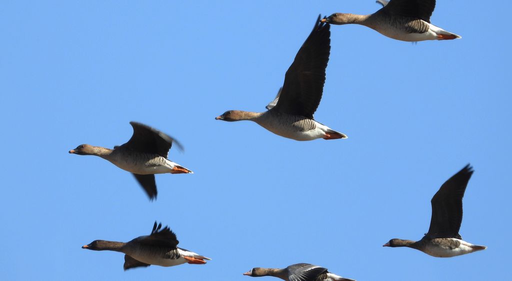 Gęś krótkodzioba (Anser brachyrhynchus)
