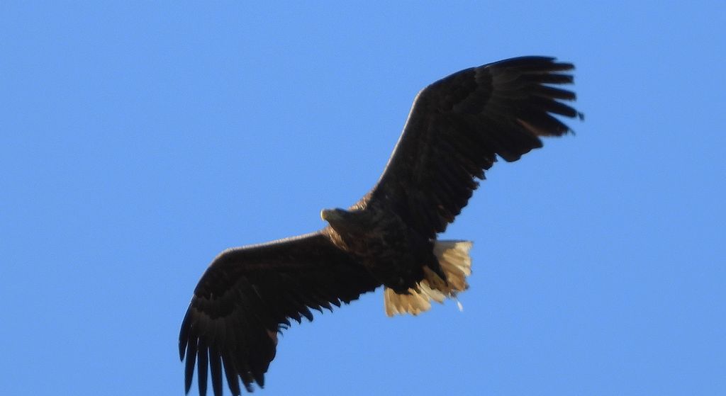 Bielik, orzeł bielik, birkut (Haliaeetus albicilla)