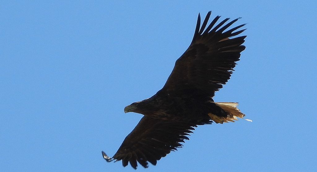 Bielik, orzeł bielik, birkut (Haliaeetus albicilla)