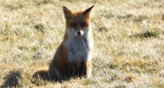 Lis rudy, lis pospolity, lis (Vulpes vulpes)