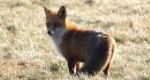 Lis rudy, lis pospolity, lis (Vulpes vulpes)