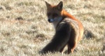 Lis rudy, lis pospolity, lis (Vulpes vulpes)