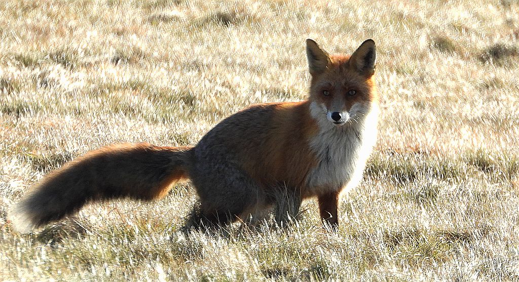 Lis rudy, lis pospolity, lis (Vulpes vulpes)