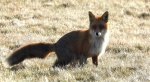 Lis rudy, lis pospolity, lis (Vulpes vulpes)