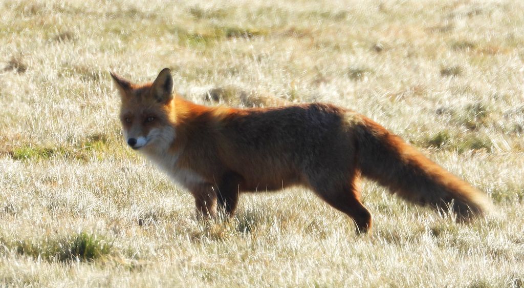 Lis rudy, lis pospolity, lis (Vulpes vulpes)