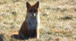 Lis rudy, lis pospolity, lis (Vulpes vulpes)